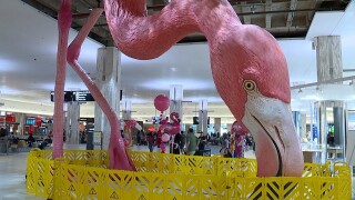 Flamingo TPA