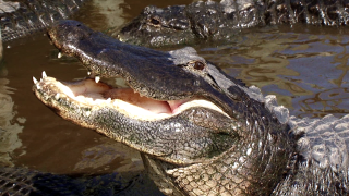 Gatorland