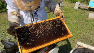 SPC Apiary