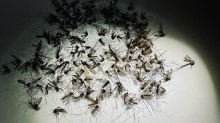 Mosquitoes under a microscope at Pasco County Mosquito Control District