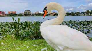 Lakeland royal swans.png