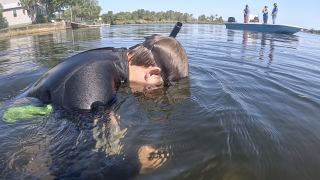 A diver for Sea and Shoreline planting eel grass in Crystal River 