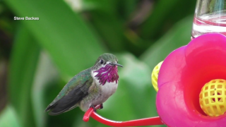 Hummingbird