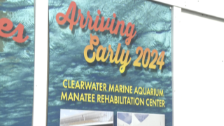 Clearwater Marine Aquarium Manatee Rehabilitation Center