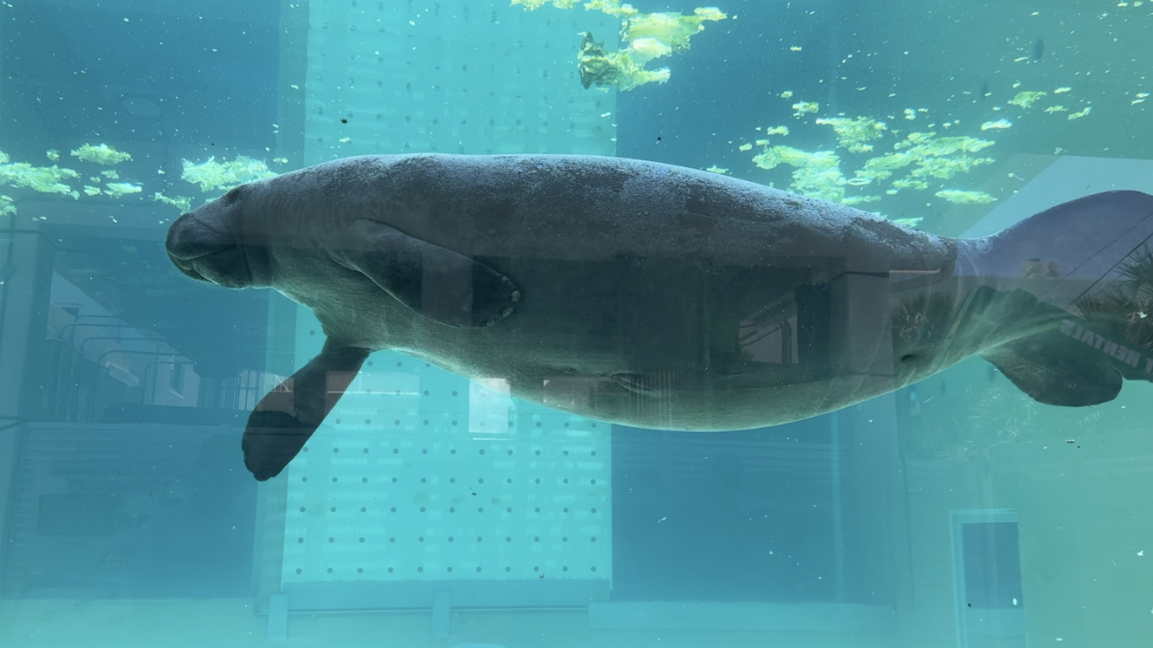 CMA manatee