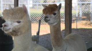 Golden Spirit Alpaca Ranch