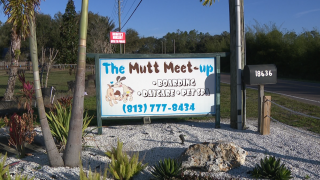 The Mutt Meetup