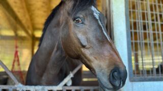 Step Ahead Thoroughbred