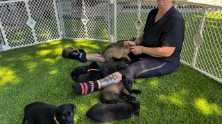 Puppies to be donated to veterans with PTSD