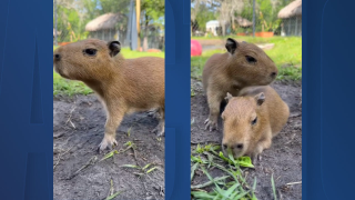 Baby capybaras